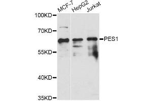 Western blot analysis of extracts of various cell lines, using PES1 antibody (ABIN6293971) at 1:3000 dilution. (PES1 Antikörper)