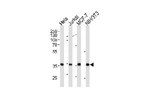 N Antibody (ABIN1882271 and ABIN2843406) western blot analysis in Hela,Jurkat,MCF-7,mouse NIH/3T3 cell line lysates (35 μg/lane). (NPM1 Antikörper)