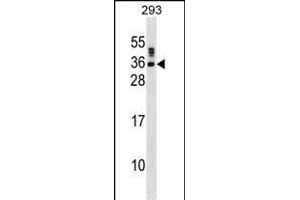 SSX5 Antibody (N-term) (ABIN1538874 and ABIN2850004) western blot analysis in 293 cell line lysates (35 μg/lane). (SSX5 Antikörper  (N-Term))