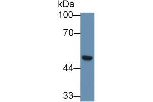 Western Blot; Sample: Human A549 cell lysate; Primary Ab: 1µg/ml Rabbit Anti-Human SCRN1 Antibody Second Ab: 0.
