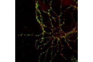 Indirect immunolabeling of PFA fixed rat hippocampus neurons with anti-shank 3 (dilution 1 : 500; red), counterstained with mouse anti-synapsin 1 (, dilution 1 : 500; green). (SHANK3 Antikörper  (C-Term))