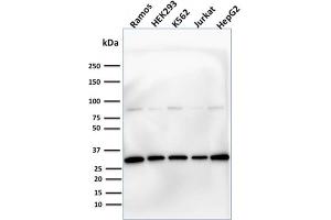 Western Blotting (WB) image for anti-Prohibitin (PHB) (AA 167-261) antibody (ABIN6940302)