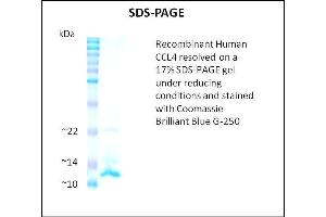 SDS-PAGE (SDS) image for Chemokine (C-C Motif) Ligand 4 (CCL4) (Active) protein (ABIN5509373)