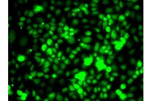 Immunofluorescence analysis of MCF7 cells using TCEB3 antibody (ABIN6131620, ABIN6148938, ABIN6148939 and ABIN6222760). (TCEB3 Antikörper  (AA 679-798))