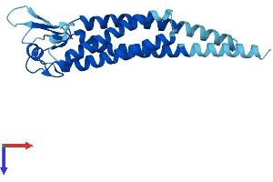 LHFPL3 Protein (AA 1-222) (His tag)