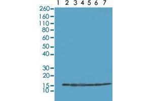 Western blot analysis of Lane 1: recombinant Histone H2A, Lane 2: recombinant Histone H2B, Lane 3: HeLa, Lane 4: A375, Lane 5: SK-MEL-2, Lane 6: A431, Lane 7: K562 whole cell lysates with Histone H2B monoclonal antibody, clone RM230  at 0. (HIST2H2BE Antikörper  (C-Term))