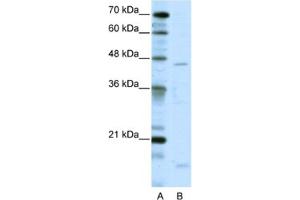 Western Blotting (WB) image for anti-Thyroid Hormone Receptor Interactor 13 (TRIP13) antibody (ABIN2461719) (TRIP13 Antikörper)