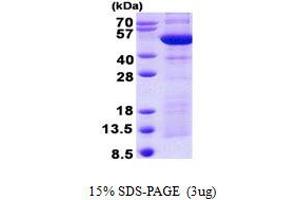 Image no. 1 for Synaptotagmin IV (SYT4) protein (His tag) (ABIN1098555) (SYT4 Protein (His tag))