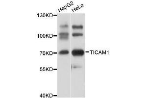 Western blot analysis of extracts of various cell lines, using TICAM1 antibody. (TICAM1 Antikörper  (AA 20-200))