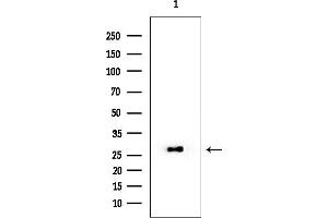 anti-Regulating Synaptic Membrane Exocytosis 4 (RIMS4) (N-Term) antibody