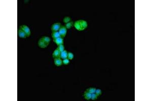 Immunofluorescence (IF) image for anti-Autophagy related 4D Cysteine Peptidase (ATG4D) (AA 14-43) antibody (ABIN7149030)