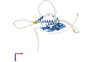 RAD52 Protein (AA 1-420) (His tag)