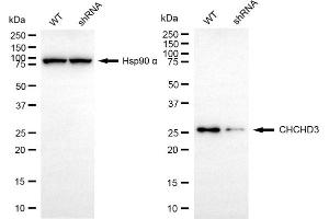 Western blotting analysis using CHCHD3 antibody (ABIN7798117). (CHCHD3 Antikörper)