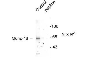 Western blots of rat cortex lysate showing specific immunolabeling of the ~65k Munc-18 protein phosphorylated at Ser515. (STXBP2 Antikörper  (pSer513))