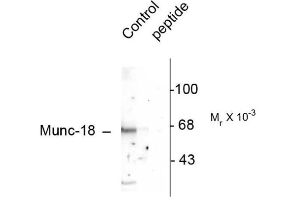 STXBP2 antibody  (pSer513)