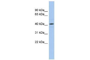 WB Suggested Anti-ANGPTL5 Antibody Titration: 0. (ANGPTL5 Antikörper  (N-Term))