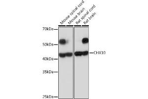 Western blot analysis of extracts of various cell lines, using CHX10 Rabbit mAb (ABIN7271331) at 1:1000 dilution. (VSX2 Antikörper)