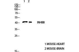 Western Blot (WB) analysis of Mouse Heart and Mouse Brain using Inhibin beta-B antibody. (INHBB Antikörper  (C-Term))