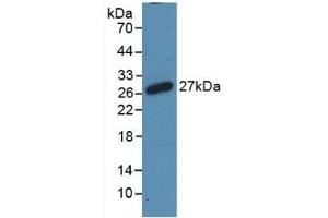TNFRSF11A Antikörper  (AA 31-214)