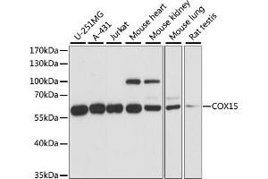 Western blot analysis of extracts of various cell lines, using COX15 antibody (ABIN7266634) at 1:1000 dilution.