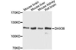 Western blot analysis of extracts of various cell lines, using DHX36 antibody. (DHX36 Antikörper  (AA 1-260))