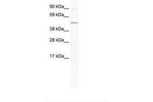 ECSIT antibody  (AA 241-290)