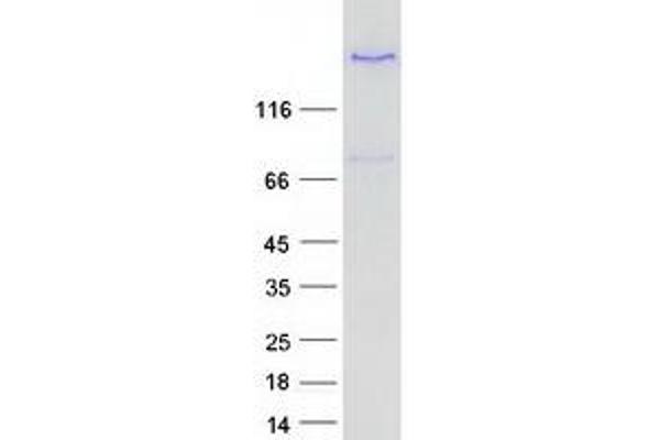 LTBP3 Protein (Transcript Variant 1) (Myc-DYKDDDDK Tag)