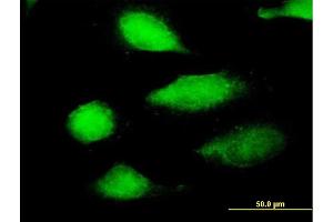 Immunofluorescence of purified MaxPab antibody to EFCBP2 on HeLa cell. (NECAB2 Antikörper  (AA 1-239))