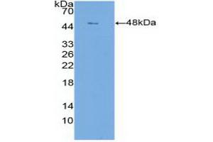 Western blot analysis of recombinant Human CLDN1. (Claudin 1 Antikörper  (AA 50-197))