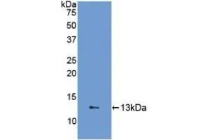 Detection of Recombinant FABP1, Human using Polyclonal Antibody to Fatty Acid Binding Protein 1 (FABP1) (FABP1 Antikörper  (AA 2-127))
