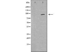 Western blot analysis of Mouse lung lysate, using POSTN Antibody. (Periostin Antikörper  (N-Term))