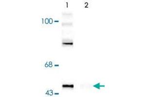 Western blot of rat cortex lysate showing specific immunolabeling of the ~50k Gap43 protein phosphorylated at Ser41 (Control). (GAP43 Antikörper  (pSer41))