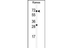 Western blot analysis of anti-RIOK2 Antibody (C-term) (ABIN390990 and ABIN2841173) in Ramos cell line lysates (35 μg/lane). (RIOK2 Antikörper  (C-Term))