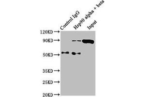 Immunoprecipitating Hsp90 alpha + beta in Hela whole cell lysate Lane 1: Rabbit control IgG instead of ABIN7127555 in Hela whole cell lysate. (Rekombinanter HSP9AA1/HSP9AB1 Antikörper)