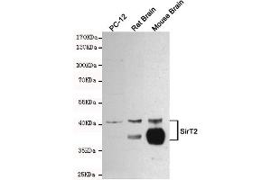 Western blot detection of SirT2 in PC-12, Rat Brain and Mouse Brain cell lysates using SirT2 mouse mAb (1:1000 diluted).