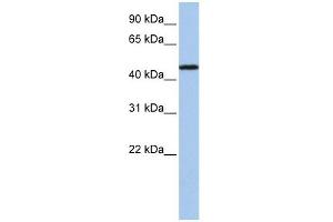 P2RX2 antibody used at 1 ug/ml to detect target protein.