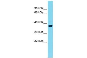 Host: Rabbit  Target Name: Olr10  Sample Tissue: Rat Testis lysates  Antibody Dilution: 1. (Olr10 Antikörper  (C-Term))