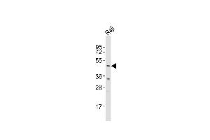 Western Blotting (WB) image for anti-Glutamate-Ammonia Ligase (GLUL) (AA 70-96), (N-Term) antibody (ABIN390879)