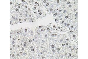 Immunohistochemistry of paraffin-embedded Mouse liver using TCEB1 Polyclonal Antibody (TCEB1 Antikörper)