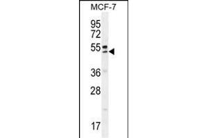 QTRTD1 Antibody (C-term) (ABIN655642 and ABIN2845119) western blot analysis in MCF-7 cell line lysates (35 μg/lane). (QTRTD1 Antikörper  (C-Term))
