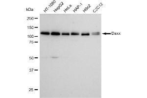 Western blotting analysis using Daxx antibody (ABIN7798298).