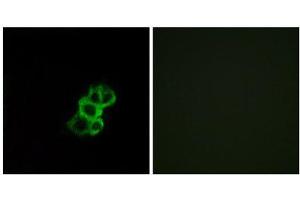 Immunofluorescence (IF) image for anti-Olfactory Receptor, Family 8, Subfamily B, Member 4 (OR8B4) (C-Term) antibody (ABIN1853428) (OR8B4 Antikörper  (C-Term))