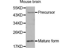 BMP7 anticorps  (AA 132-431)