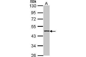 WB Image Sample (30 ug of whole cell lysate) A: H1299 10% SDS PAGE antibody diluted at 1:1000 (Aminoacylase 1 Antikörper)