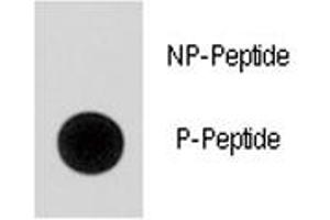 Dot blot analysis of phospho-p21 antibody.