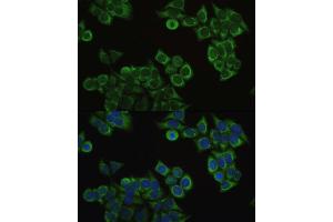 Immunofluorescence analysis of HeLa cells using ECHS1 antibody. (ECHS1 Antikörper  (AA 28-290))
