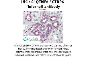 Image no. 1 for anti-Complement C1q Tumor Necrosis Factor-Related Protein 6 (C1QTNF6) (Internal Region) antibody (ABIN1732487) (CTRP6 Antikörper  (Internal Region))