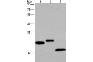 Western Blot analysis of NIH/3T3 cell, Human testis and Mouse fat tissue using EPPIN Polyclonal Antibody at dilution of 1:400 (Eppin Antikörper)