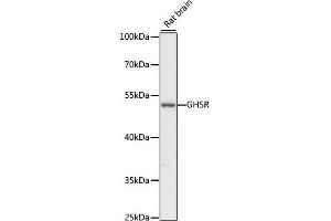 Western blot analysis of extracts of rat brain, using GHSR antibody (ABIN7267520) at 1:1000 dilution. (GHSR Antikörper  (AA 1-100))