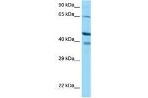 Image no. 1 for anti-S100 Calcium Binding Protein G (S100G) (AA 108-157) antibody (ABIN6748472) (S100G Antikörper  (AA 108-157))